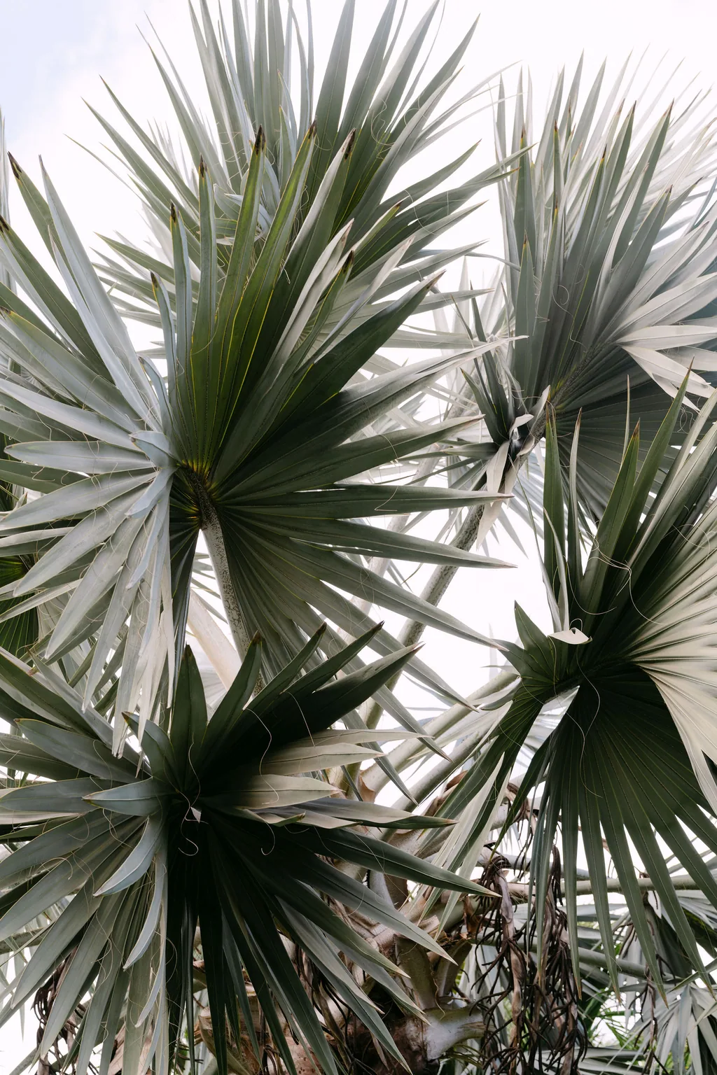 A palm frond against the sky at Acre